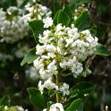 Escallonia 'Iveyi' fleur